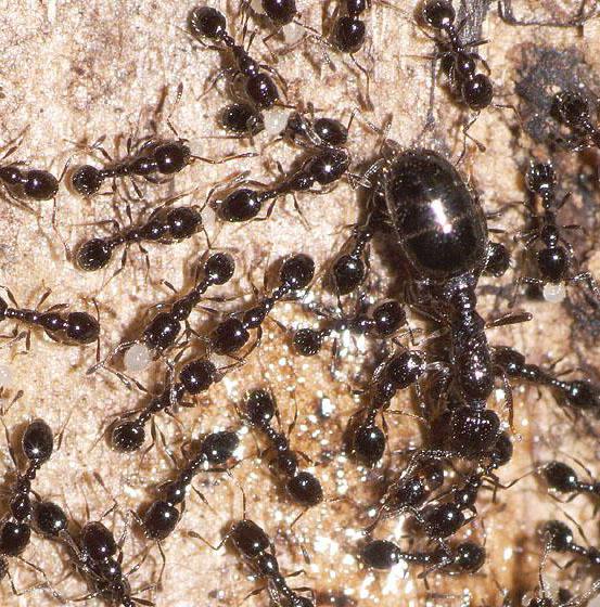 Летающие муравьи в доме. Муравьи сиафу. Черный муравей. Крупные муравьи. Домашние муравьи фото.