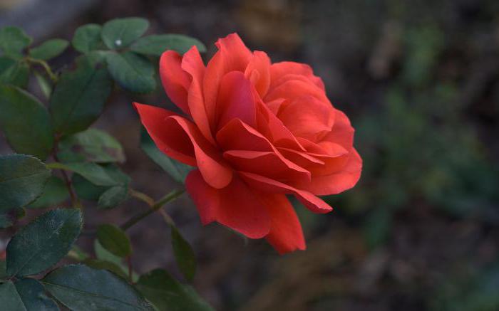 Значение цвета роз