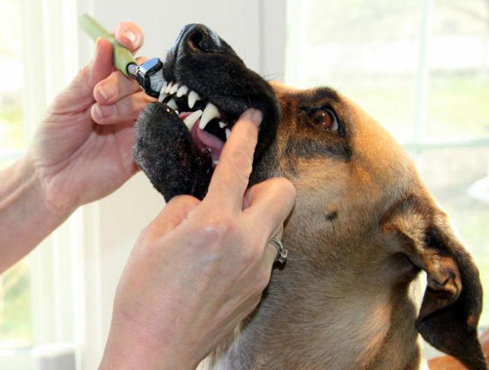 Как в домашних условиях убрать зубной камень у собаки