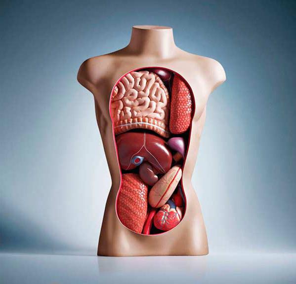 схема расположения органов человека