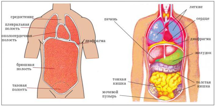 расположение органов человека
