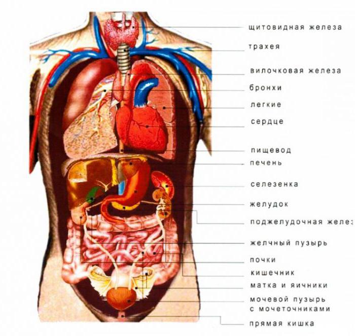 внутренние органы человека схема расположения
