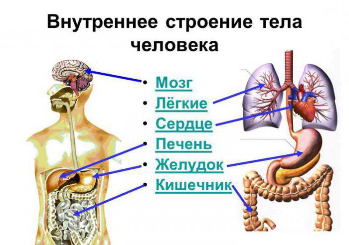 Расположение Внутренних Органов Человека Фото