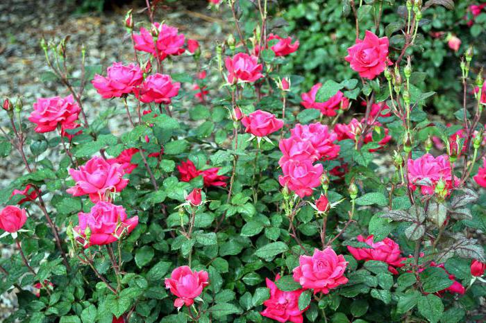 Почему не цветут розы: 9 самых частых причин