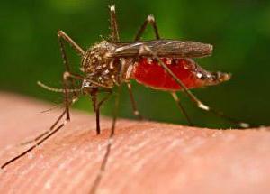 почему комариные укусы чешутся 