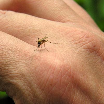 почему чешется укус комара