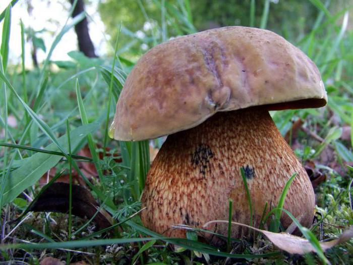 Съедобные грибы синеющие на срезе 