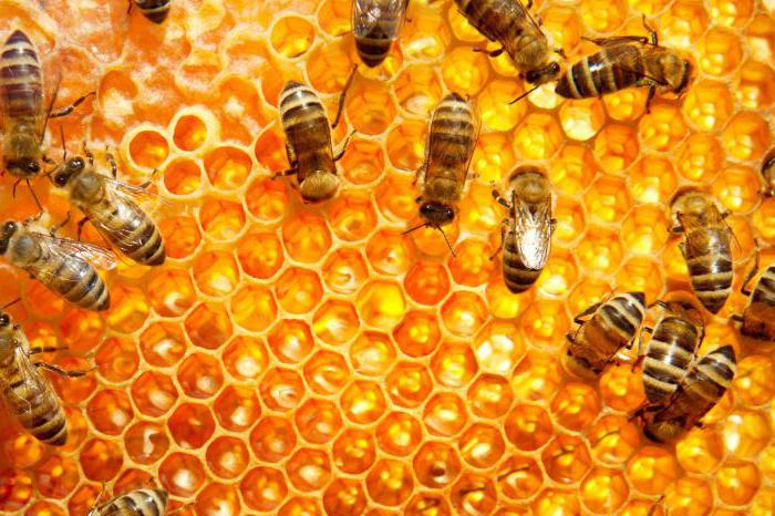 сколько живет пчела после укуса