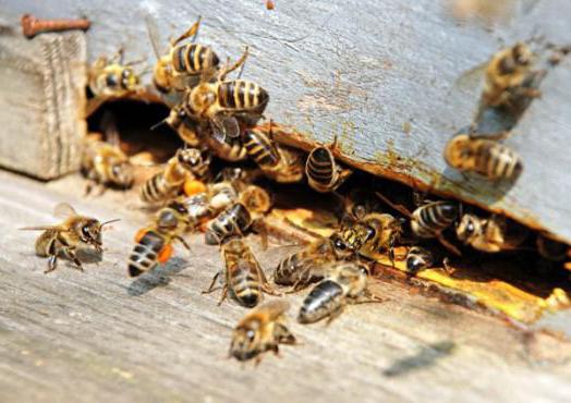 жизнь пчелы