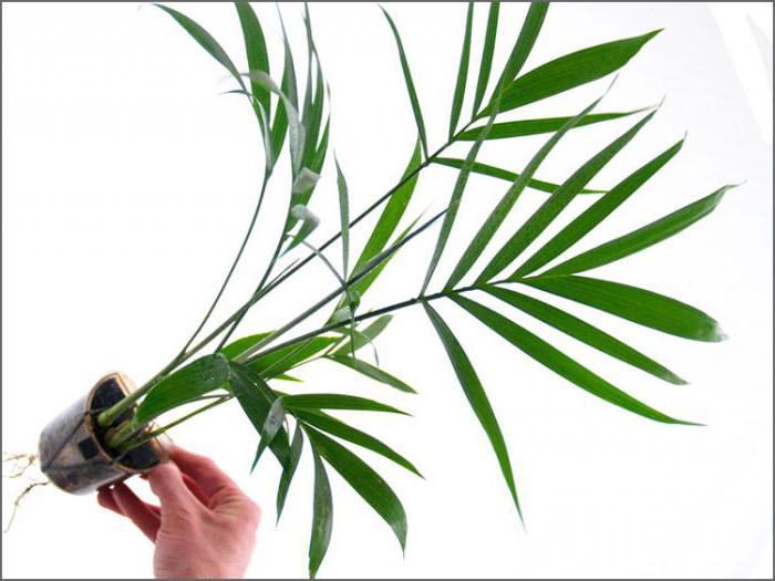бамбуковая пальма chamaedorea seifrizii