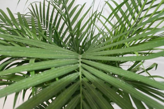 хамедорея бамбуковая пальма