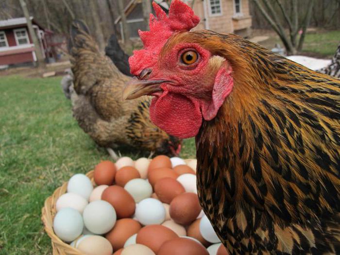 сколько курица высиживает яйца максимум