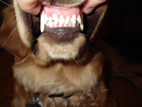 Сколько зубов у собаки сменившей все зубы