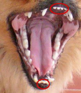 Сколько зубов у собаки: когда меняются, как чистить зубы