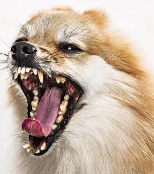 Сколько зубов у собаки чихуахуа