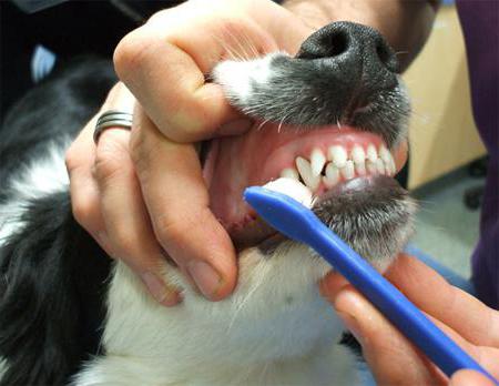 Сколько зубов у собаки той терьер 