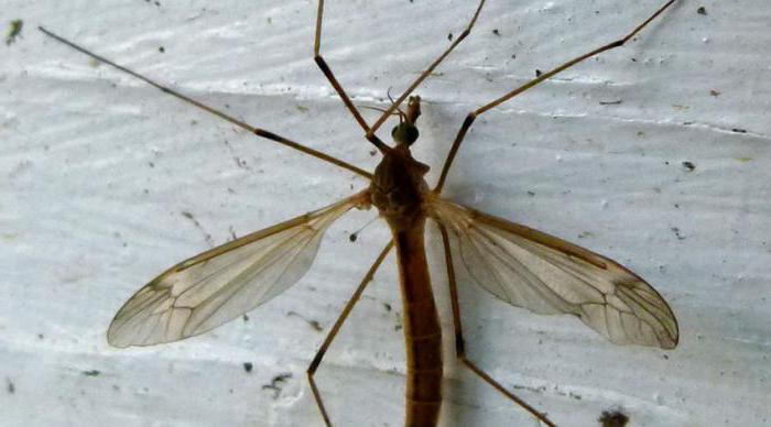 большой комар долгоножка