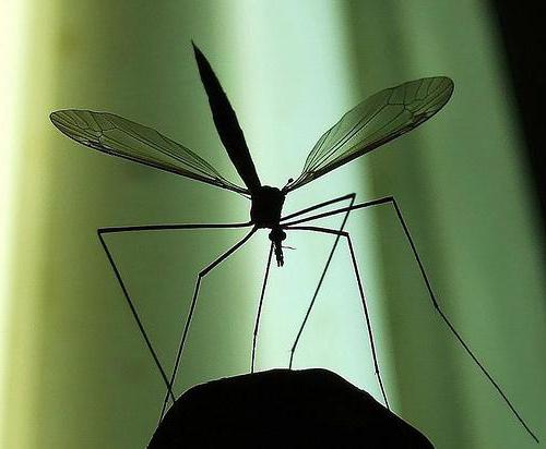 комар долгоножка фото