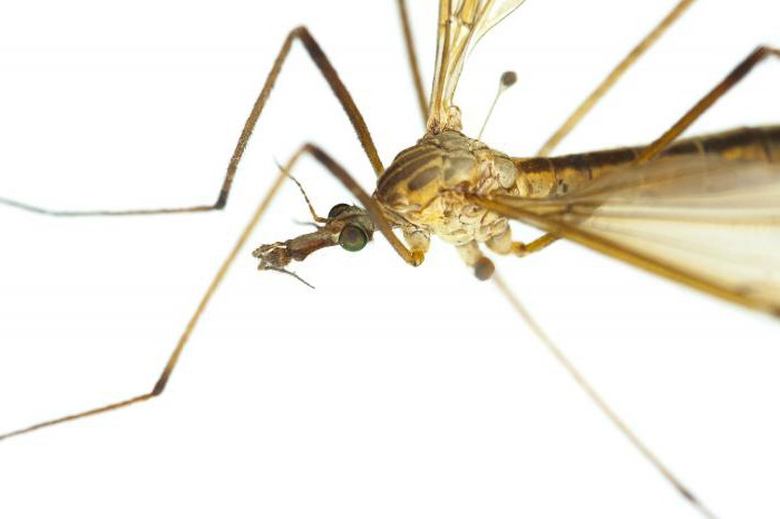 комар долгоножка чем опасен