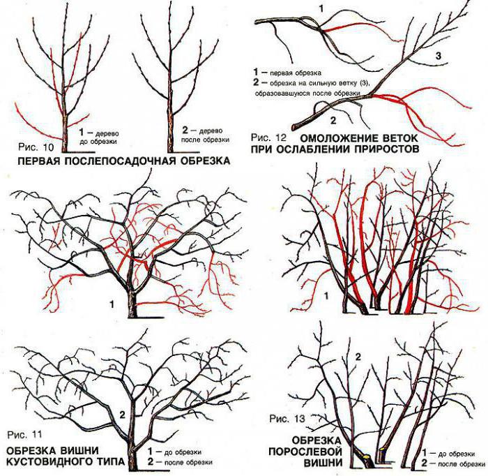 обрезка вишни летом