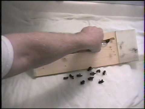 Как вывести древесных жуков