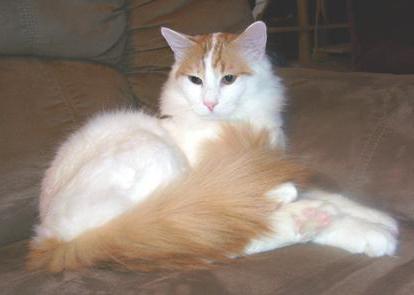 турецкая ванская кошка фото 