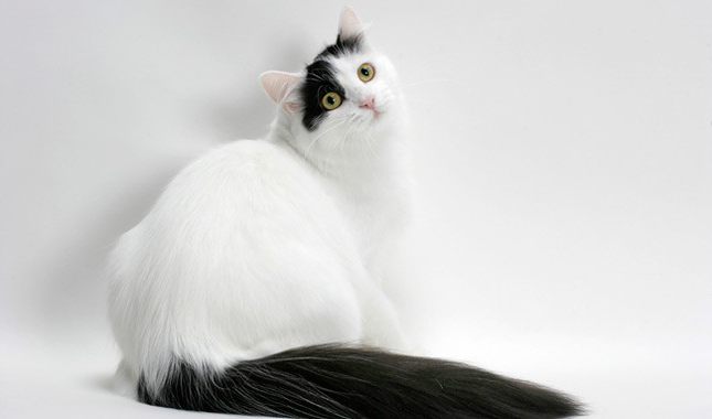  турецкая ванская кошка 
