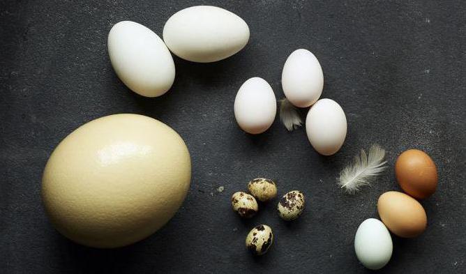 Яйца разных видов птиц