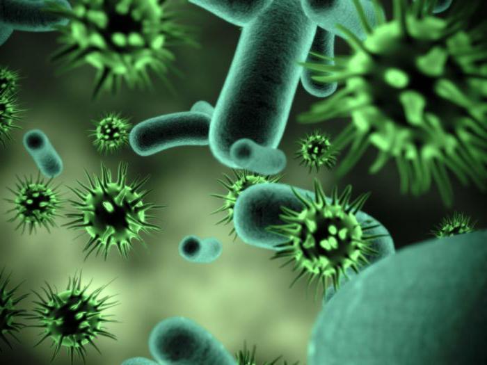 строение вируса, бактерии 