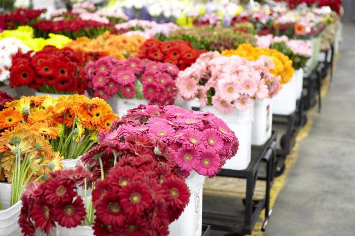 во сколько открывается рижский рынок цветов