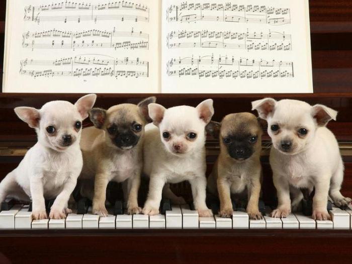 Как играть на пианино собачий вальс