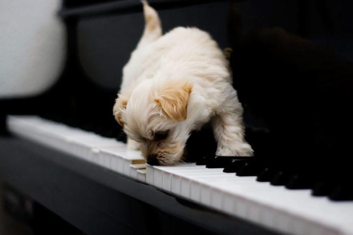 Как научиться играть на пианино собачий вальс