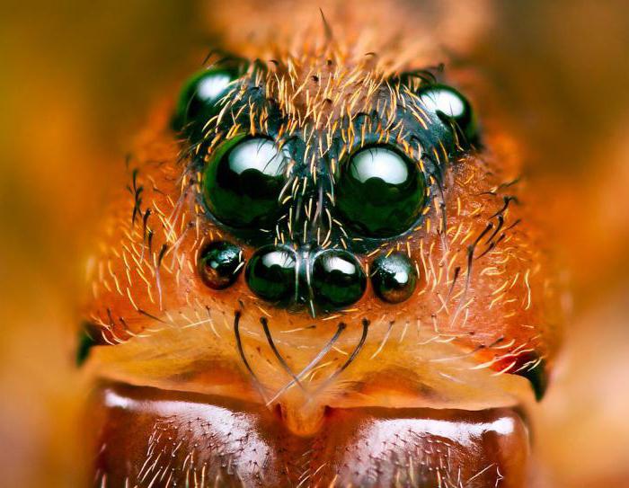 Сколько глаз у паука фото?