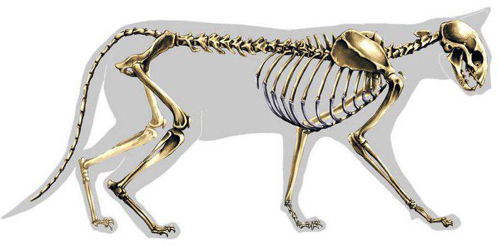 Строение скелета кошки – скелет котенка