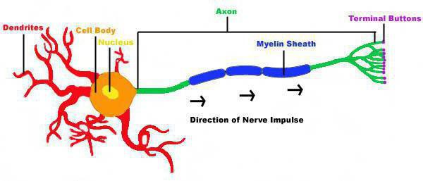 Строение и функции нейрона