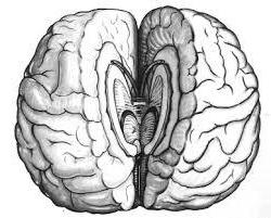 мозолистое тело головного мозга