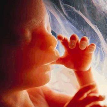 эмбриональное развитие этапы