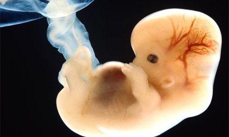 эмбриональное развитие стадии