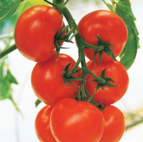 Период вегетации помидоров что это
