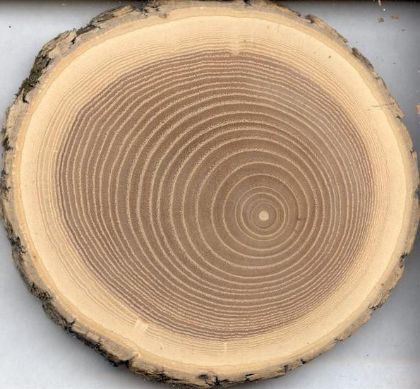 плотность дерева
