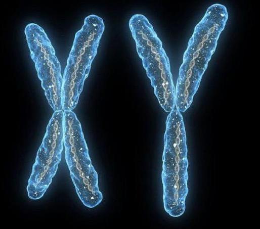сколько у людей пар хромосом