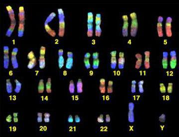 сколько пар хромосом имеет человек 