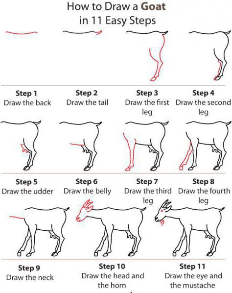 как нарисовать козу поэтапно карандашом для начинающих