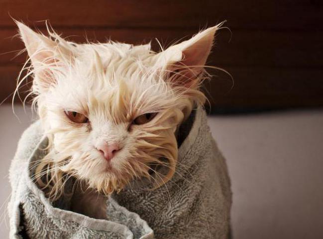 Шапочка для купания кота – чем можно купать кошку?