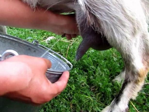 сколько молока дает нубийская коза в сутки