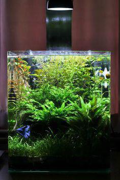 Как сделать аквариум своими руками в домашних условиях