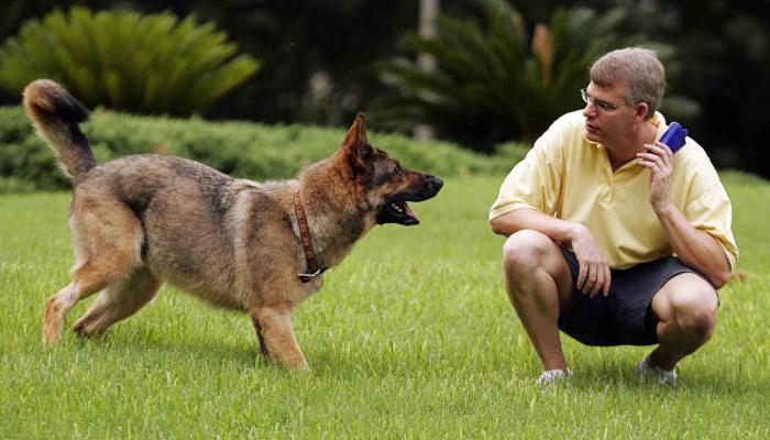 Как научить собаку команде "Рядом" без поводка