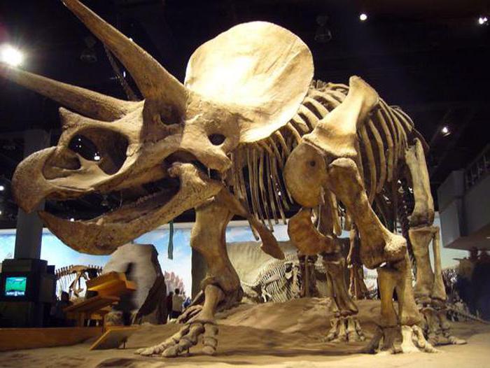 скелеты динозавров 