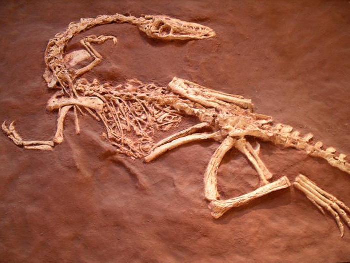 модели скелетов динозавров 