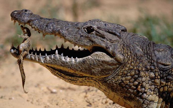 лить крокодиловы слезы значение фразеологизма